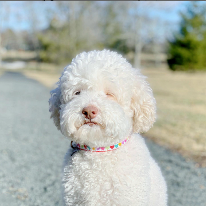 POP-HEARTS-DOG-COLLAR-LEASH-HARNESS