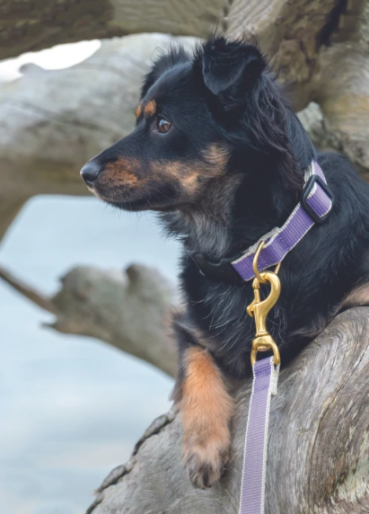 PURPLE-GRAY-DOG-COLLAR-LEASH-HARNESS