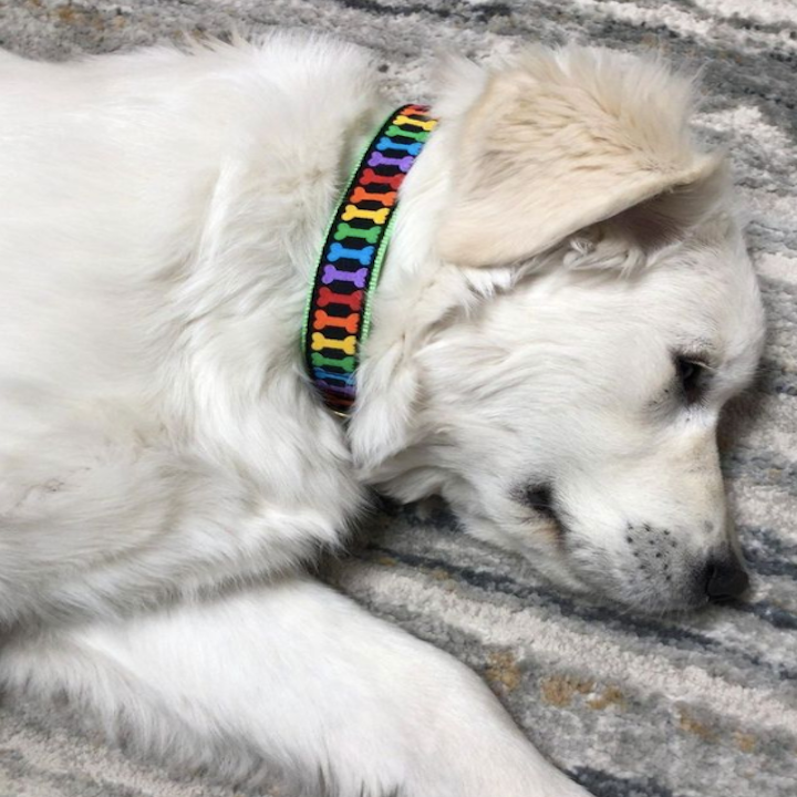 RAINBONES-DOG-COLLAR-LEASH-HARNESS