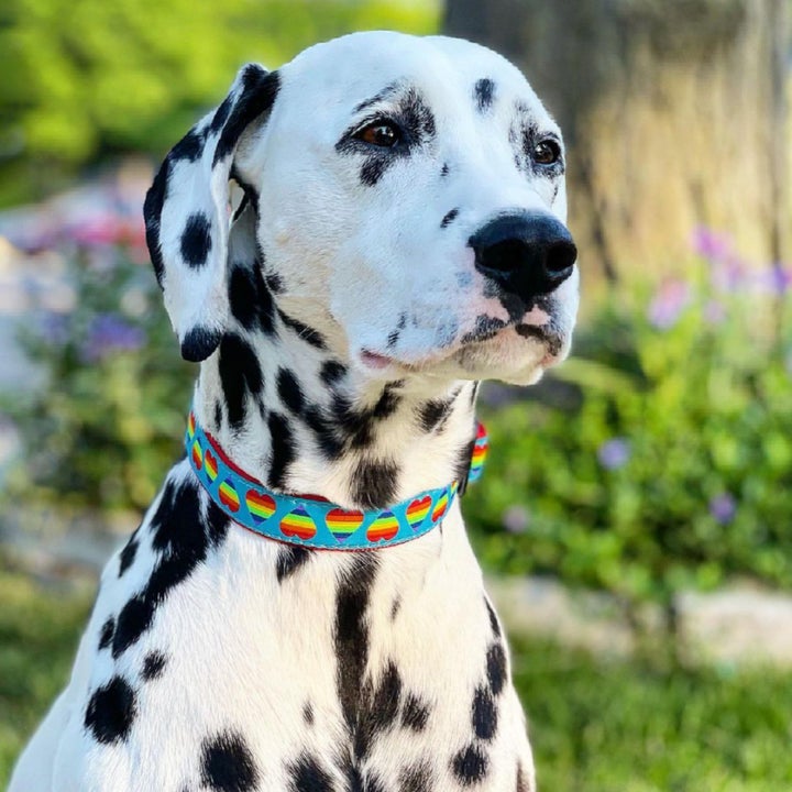 RAINBOW-HEARTS-DOG-COLLAR-LEASH-HARNESS