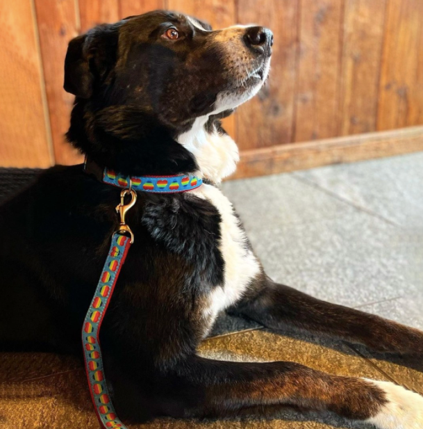 RAINBOW-HEARTS-DOG-COLLAR-LEASH