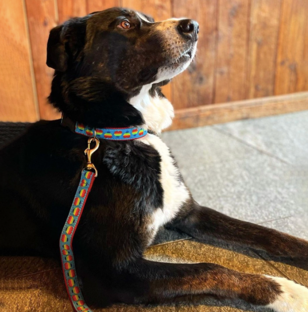 rainbow-hearts-dog-leash