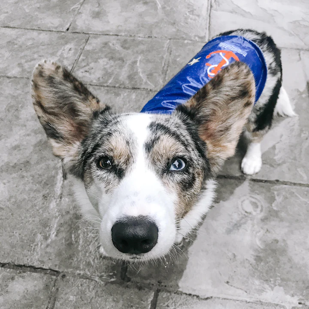 RAINCOAT-DOG-SLICKER-BLUE-ANCHOR