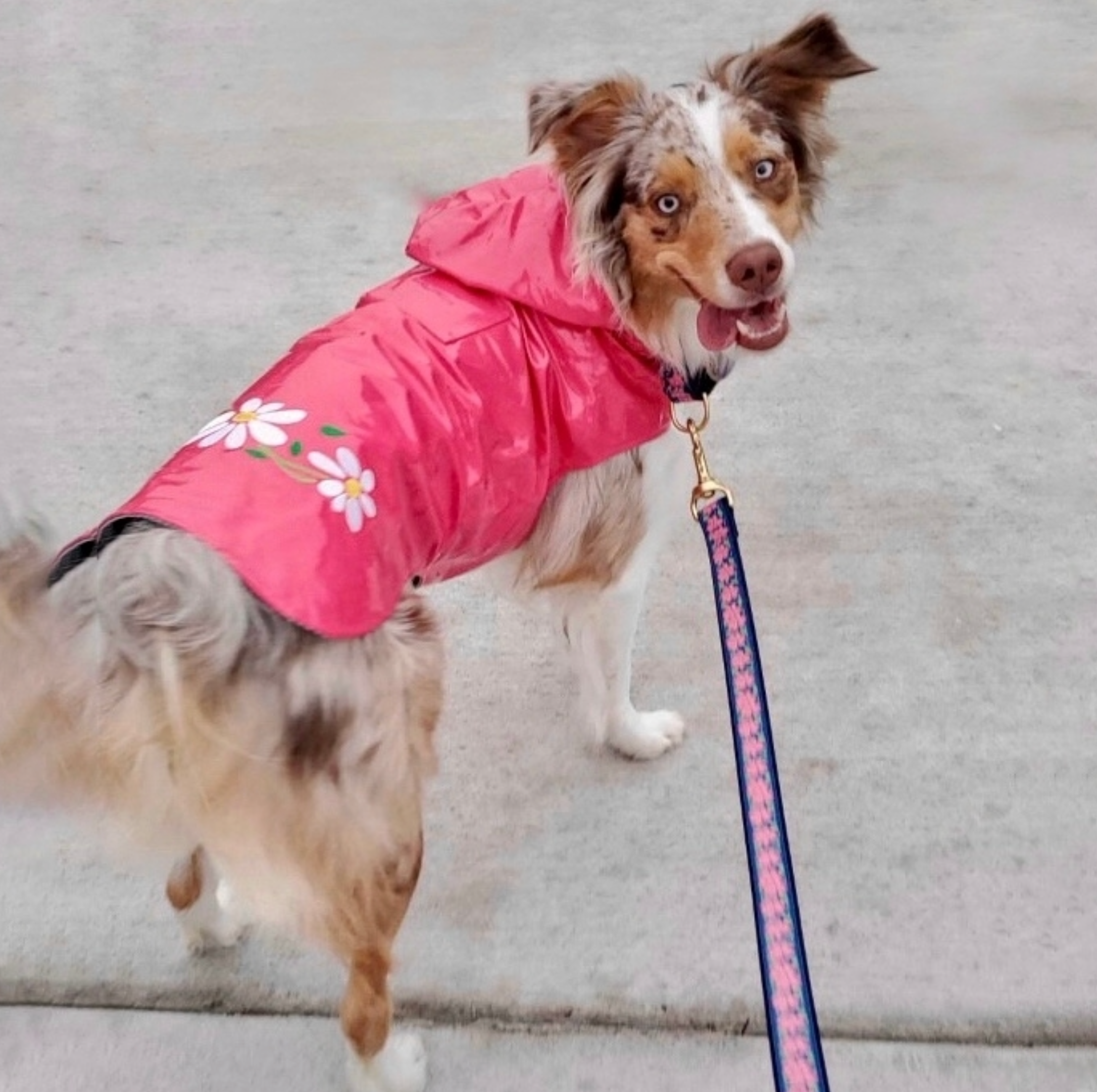 RAINCOAT-PINK-DAISY-PINK-GARDEN-DOG-LEASH