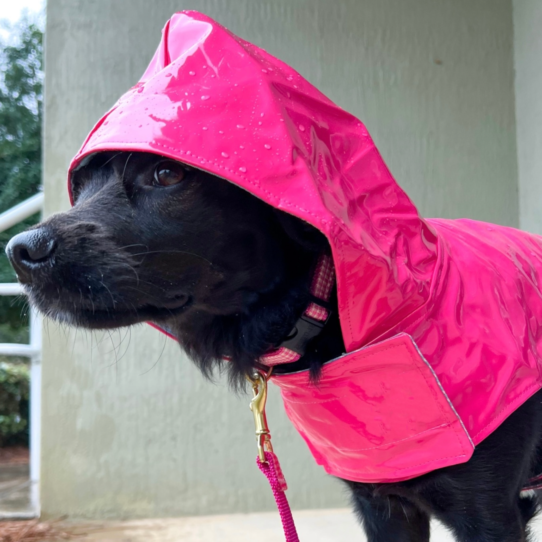 RAINCOAT-PINK-DAISY-PINK-GINGHAM-DOG-COLLAR