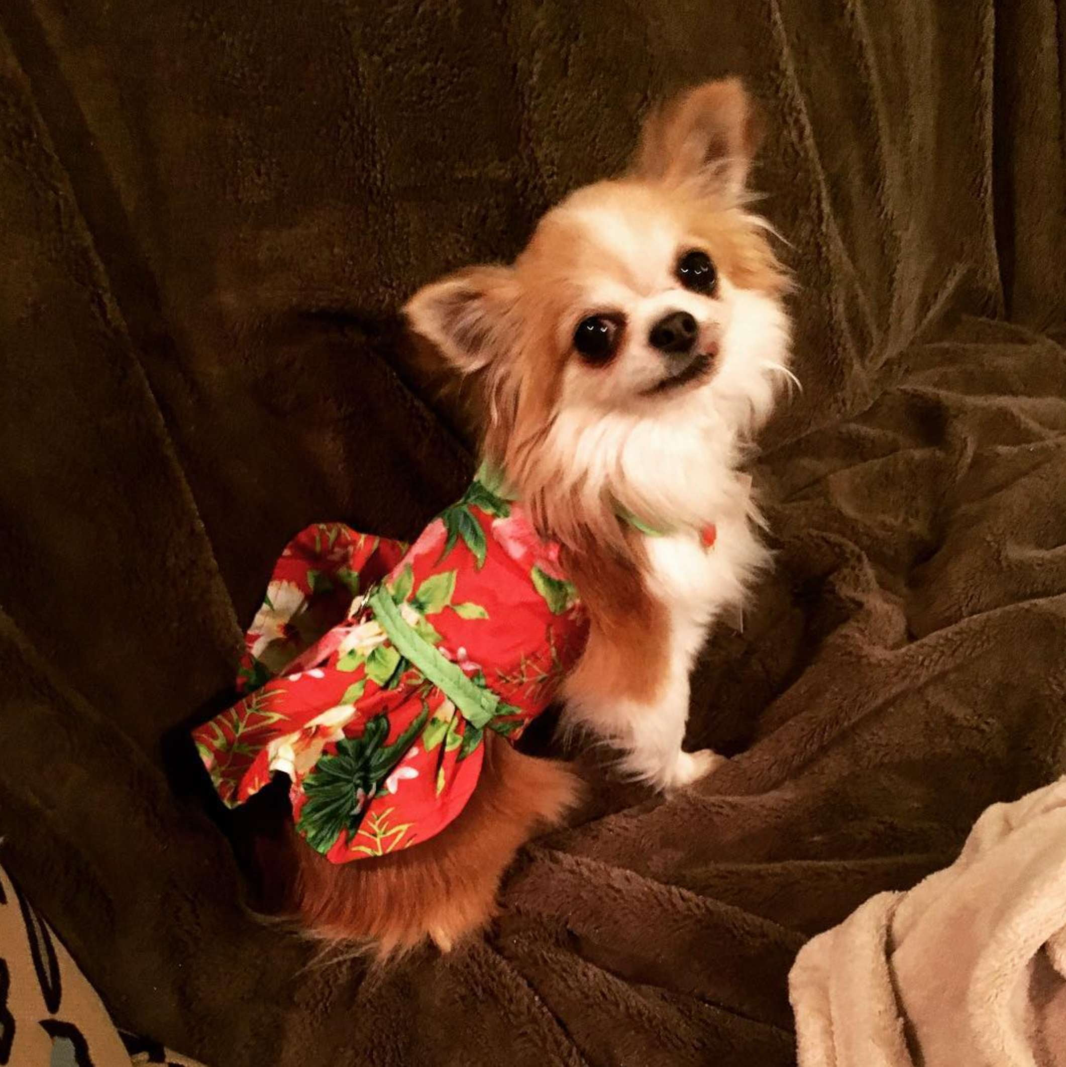 RED-HAWAIIAN-HIBISCUS-DOG-DRESS