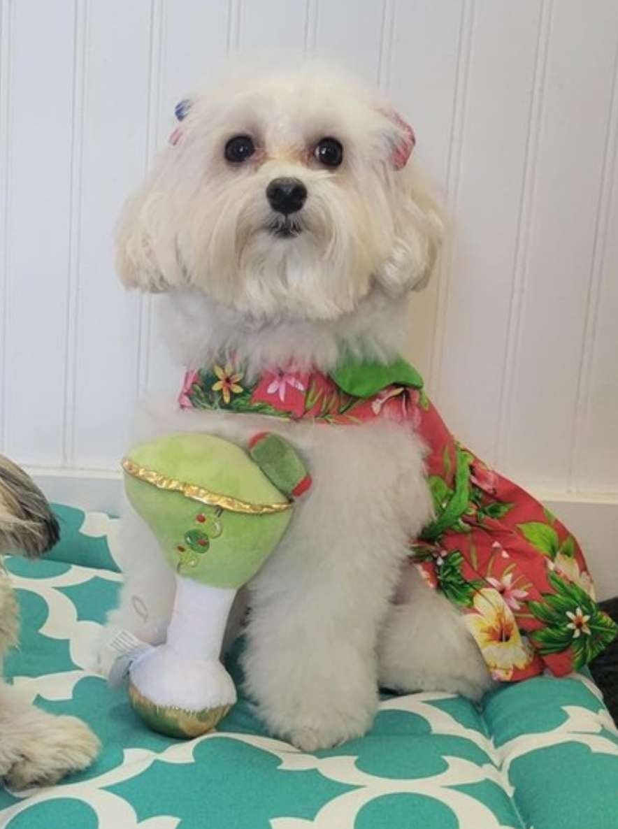 RED-HAWAIIAN-HIBISCUS-DOG-DRESS