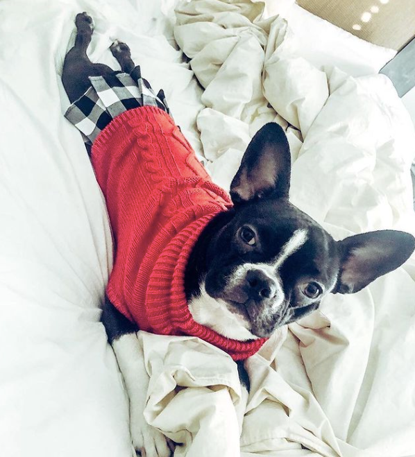 RED-PLAID-SWEATER-DOG-DRESS