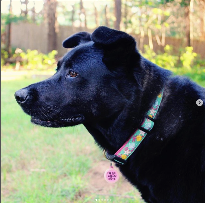 REEF-DOG-COLLAR