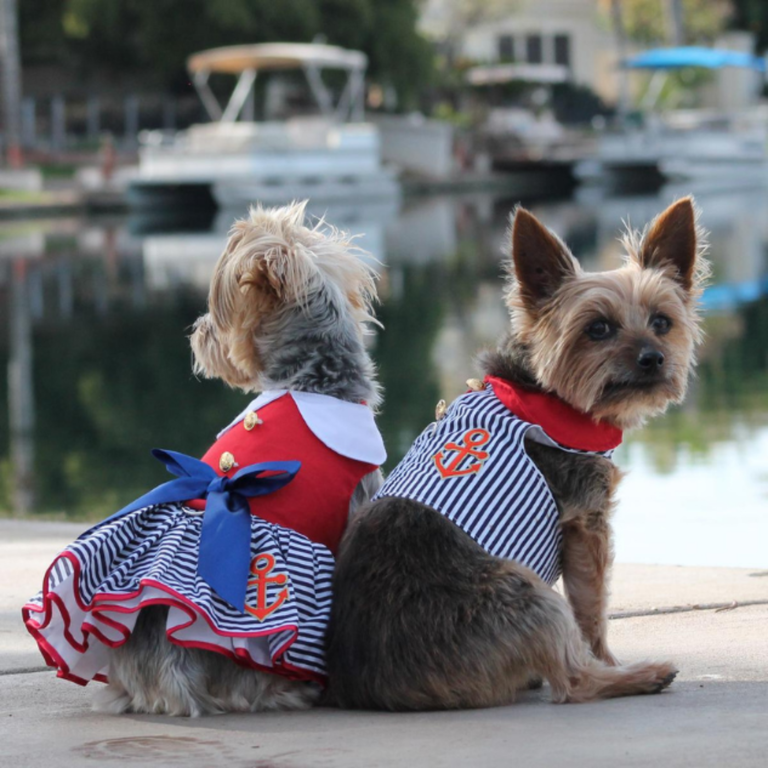 SAILOR-DOG-PARTY-DRESS-BOULDERBARKS