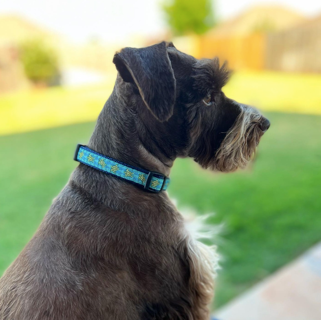 SEA-TURTLES-DOG-COLLAR