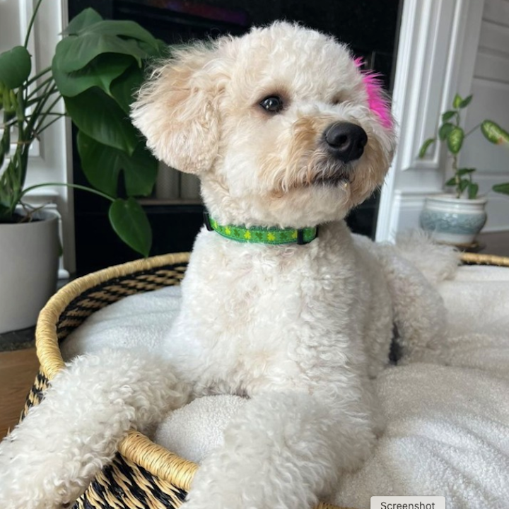 SHAMROCK-DOG-COLLAR-LEASH-HARNESS