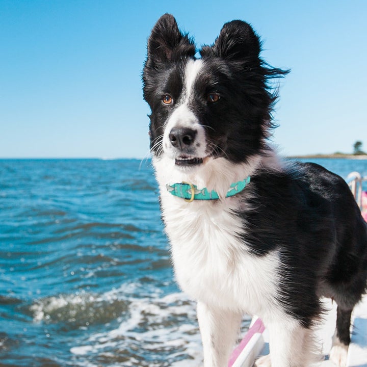 SHARKS-DOG-COLLAR-LEASH-HARNESS