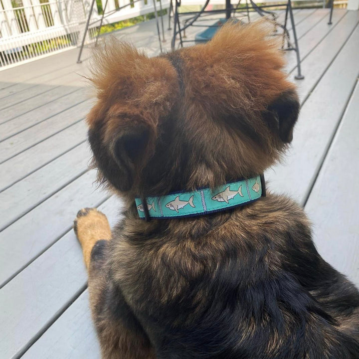 SHARKS-DOG-COLLAR-LEASH-HARNESS