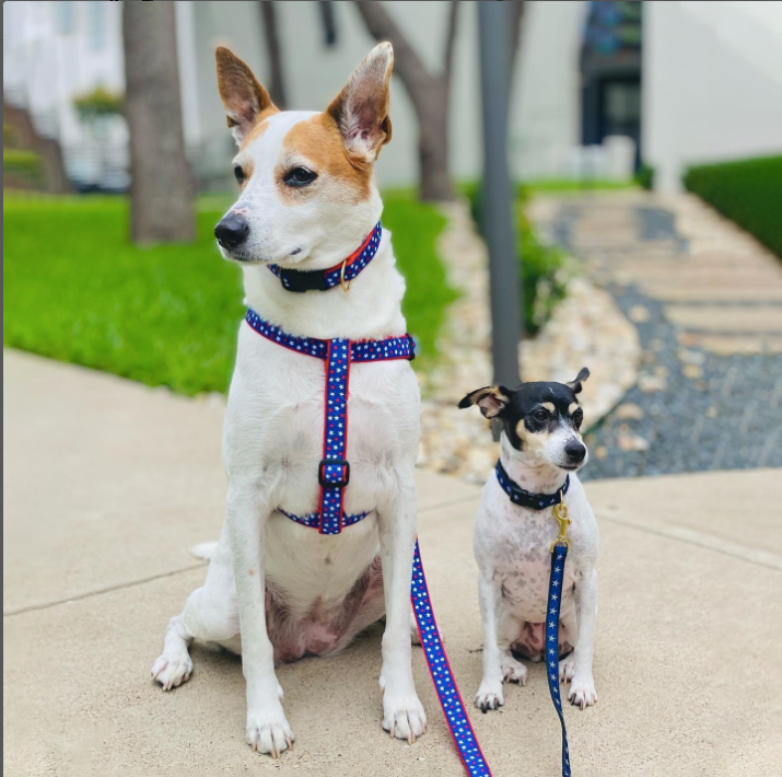 STARS-4TH-JULY-INDEPENDENCE-DAY-DOG-LEASH-HARNESS-COLLAR