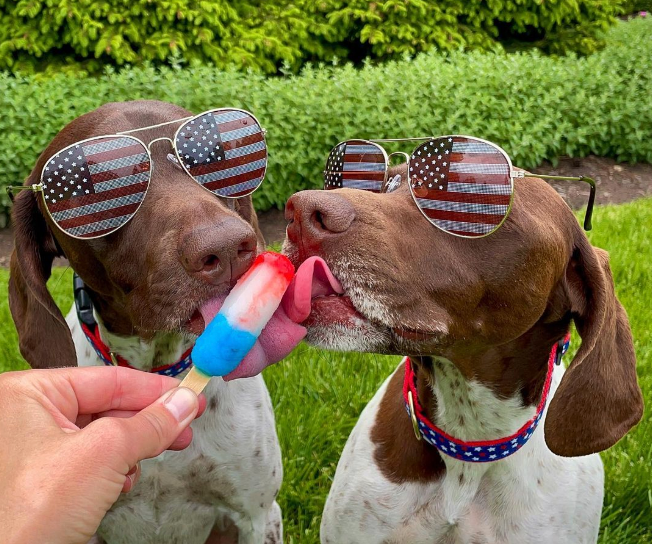 STARS-DOG-COLLAR-INDEPENDENCE-DAY