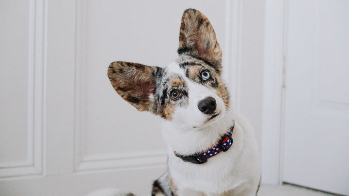 STARS-DOG-COLLAR-LEASH-HARNESS