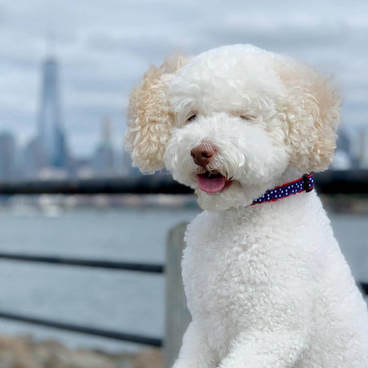 STARS-DOG-COLLAR-LEASH-HARNESS
