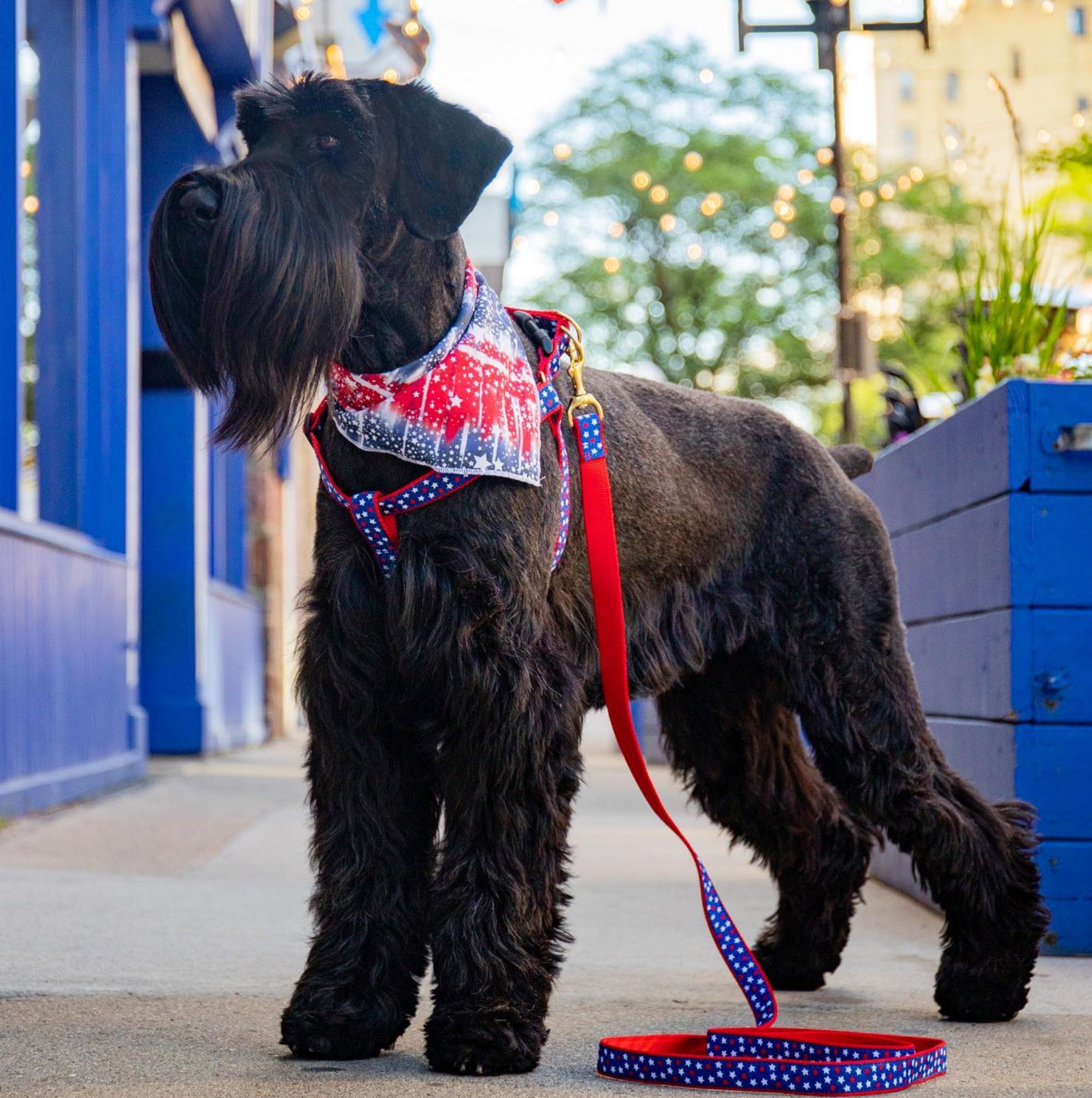 STARS-DOG-COLLAR-LEASH