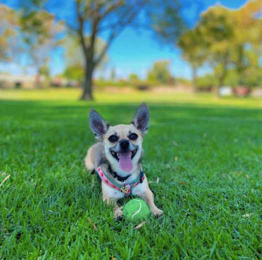 STRAWBERRY-FIELDS-DOG-HARNESS