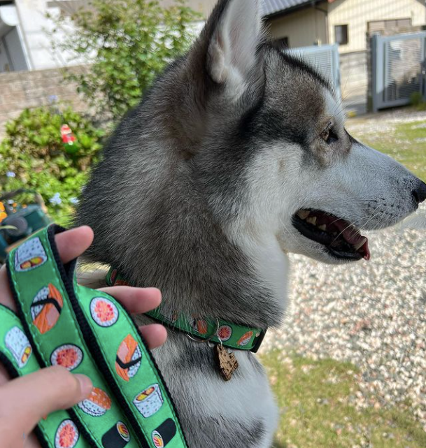 SUSHI-DOG-COLLAR-LEASH-HARNESS