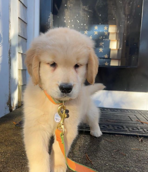 tangerine-pine-bamboo-dog-leash