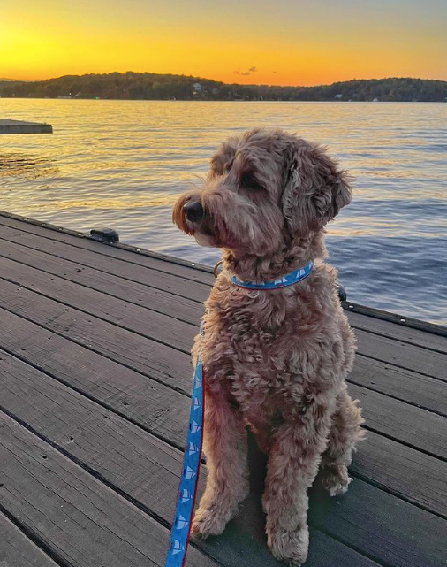 under-sail-dog-leash