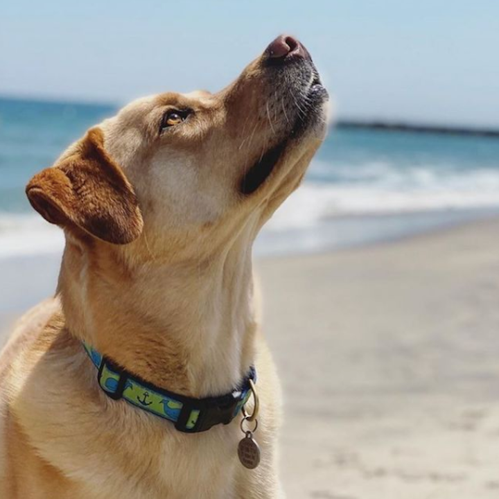 WHALES-DOG-COLLAR-LEASH-HARNESS